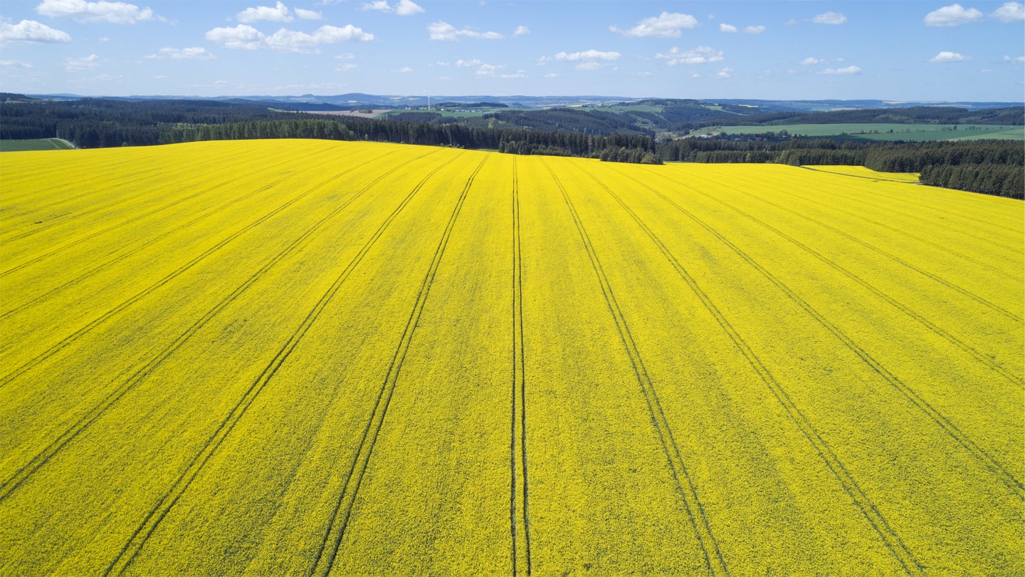 שדה של פרחים צהובים